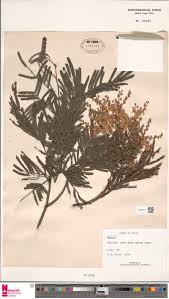 Image result for Discopodium penninervium