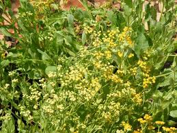 Image result for Tanacetum balsamita
