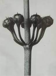 Art Forms In Nature Prints By Karl Blossfeldt Karl Blossfeldt Botanical Prints Nature