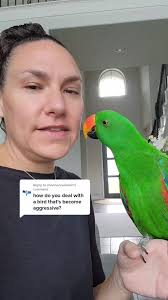 How to Tame A Agresi E Perrot