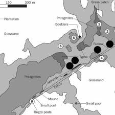 Image result for Pycreus macranthus