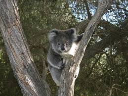 Maybe you would like to learn more about one of these? Interesting Facts Australian Koala Foundation