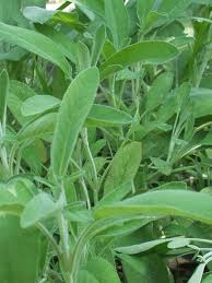 It won't tolerate sitting in wet i took cuttings of my sage and rosemary and arranged them in a vase on my kitchen window sill.i had. Common Sage Plant Salvia Officinalis