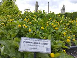 Image result for Acmella