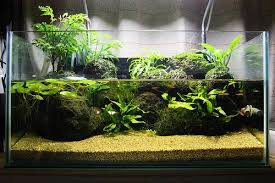 These benefits will make your job easier as a fishkeeper and under the right care, you can get this plant to flower as well. Aquaterrarium Aquarium Landscape Fish Tank Plants Nature Aquarium