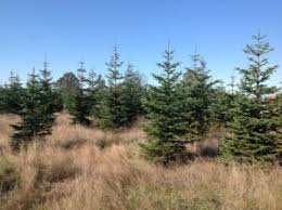Check spelling or type a new query. 7 Places To Buy A Christmas Tree In Vancouver Wa Ak Timber Services