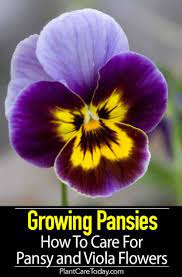 Growing Pansies How To Care For Pansy And Viola Flowers Viola Flower Spring Garden Flowers Pansies Flowers