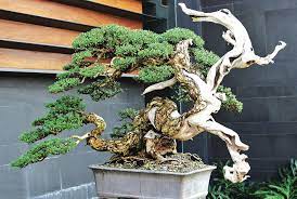 Proper Maintenance And Care For Bonsai Agriculture Monthly