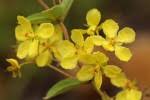 Image result for Sphedamnocarpus angolensis