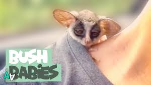 Bushbaby make the best baby carriers, our back friendly, ergonomic designs ensure the correct weight distribution, meaning you can enjoy every adventure in comfort. Adorable Bush Baby Compilation Bush Babies As Pets Youtube