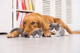 Scott and penny bennington, have extensive experience providing preventive care and treatment for your pets. Companion Animal Hospital We Treat Your Pets Like Our Own