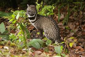 Dangerous Of Wild Animals Malayan Civet Malayan Civet Animals Wild Animals Beautiful