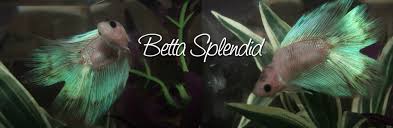 Fin Rot 101 Betta Splendid