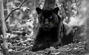 Entdecke rezepte, einrichtungsideen, stilinterpretationen und andere ideen zum ausprobieren. Schwarzer Panther Hd Wallpaper Hintergrund 1920x1200