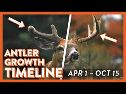 Whitetail Deer Antler Growth Timeline