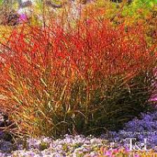 Image result for Panicum