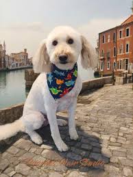 Charlie💝Lucy💗Bella💚Millan Groomed by Bianca 🪮 🧼 🫧