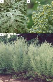 Image result for Artemisia afra