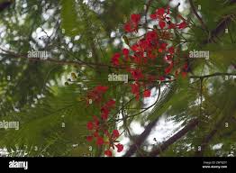 Image result for Fabaceae subfamily Caesalpinioideae