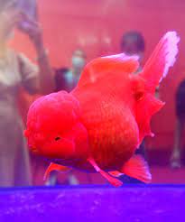 As we have talked about how big can goldfish grow, now you need to deny the myths and start taking good care of your goldfish. How Big Can Goldfish Get A Very Serious Investigation