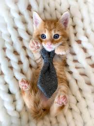 This opens in a new window. Cat For Adoption Kittens Are At Petsmart A Domestic Long Hair Domestic Short Hair Mix In Norman Ok Petfinder