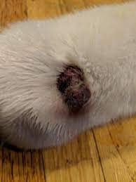 If your dog is diagnosed with a mast cell tumor, your veterinarian will recommend staging as the next step. I Was Wondering If My Dog Has Skin Cancer He Has This Bump On His Foot That Appeared About 2 3 Weeks Ago And It Got Bigger The Petcoach