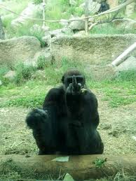 He's an ape, not a monkey, you animal racist, you. A Photographer Captured A Gorilla Giving The Middle Finger