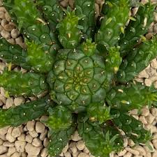 Image result for Euphorbia davyi