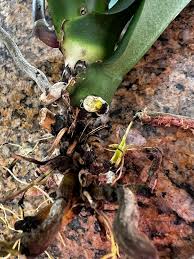 Orchids Tips and Tricks