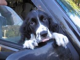 Black And White Short Hair English Springer Spaniel Close Up Riannon The Black And White English Springer Spaniel Puppy Is Hanging Out Of A Window Springer Spaniel Puppies Dog Breeds Pictures Springer Spaniel