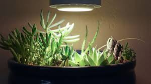 Ninboca cactus led lights neon signs cactus neon kids night lights with pedestal room decor battery usb operation cactus lamps neon. Succulent Grow Light Recommendations Mountain Crest Gardens