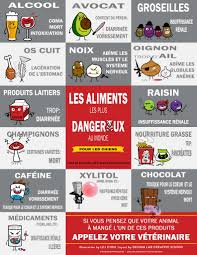 Aliments Dangereux Pour Les Chiens Aliments Dangereux Pour Les Chiens Nourriture Chien Alimentation Chien