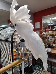 Goffin cockatoos are extremely intelligent, they require lots of love, time and attention. Buy Umbrella Cockatoo Umbrella Cockatoo For Sale Buy White Cockatoo