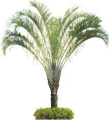 tropical plant pictures dypsis decaryi triangle palm plant pictures plants garden illustration