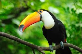 Lugares para hacer avistamiento de aves en Santa Marta