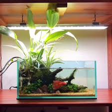 Feeding Betta Fish In Nature Nano Tank Betta Fish Care Betta Aquarium Freshwater Aquarium Plants