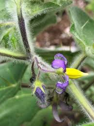 Image result for Solanum mammosum