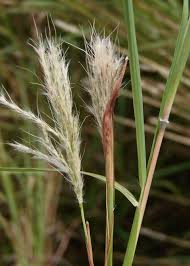 Image result for Bothriochloa