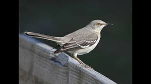 The northern mockingbird is one of the most common mockingbirds and it can be found throughout the southern united states and mexico. Northern Mockingbird Nest Mother Baby Bird Watching Audubon Youtube
