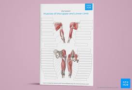 The gross anatomy of a muscle is the most important indicator of its role in the body. Learn All Muscles With Quizzes And Labeled Diagrams Kenhub