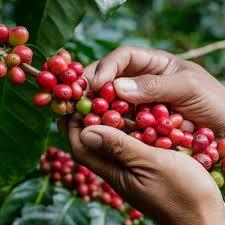 Kau inginku menjadi yang terbaik bagimu. Ini 10 Rekomendasi Mesin Kopi Yang Bagus Untuk Menyiapkan Kopi Terbaik Anda 2019
