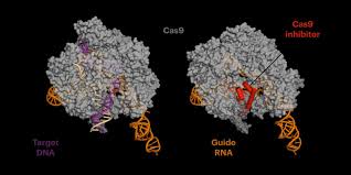 Anti Crispr Proteins Can Reduce Off Target Effects Molecular Biology Molecular Biology