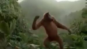 Funny Dancing Monkey مضحك الرقص قرد الحيوان Epic Fails Funny Funny Gif Laugh Or Die