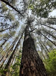 Mesas hechas de tronco de arbol con resina en cali valle : Https Www Sigcamaderadecalidad Info Sites Default Files Dendrometria Pino Maritimo Web Pdf