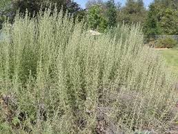 Image result for Artemisia afra