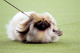 Parduodamas pekinas 3m labai draugiškas protingas begalo mielas.ieškome mylinčių šeimininkų kurie lepintų ir myletų. Karaliskais Pekinietis 23 Fotografijas Skirnes Apraksts Ipasi Pieaugusa Suna Un Kucena Aprupe