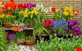 Discover the best bulb planters in best sellers. 5 Clever Planting Ideas For Striking Container Garden Displays