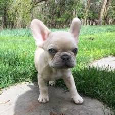 American bulldog puppies in colorado,olde english bulldogge Akc Frenchies French Bulldog Breeders French Bulldog Bulldog