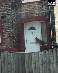 Anyone Home Crazy Cats Cats Funny Cat Videos