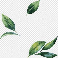 Leaf Flower Illustration Hand Painted Watercolor Leaves Green Leaf Watercolor Painting Watercolor L Flower Illustration Watercolor Leaves Leaf Illustration